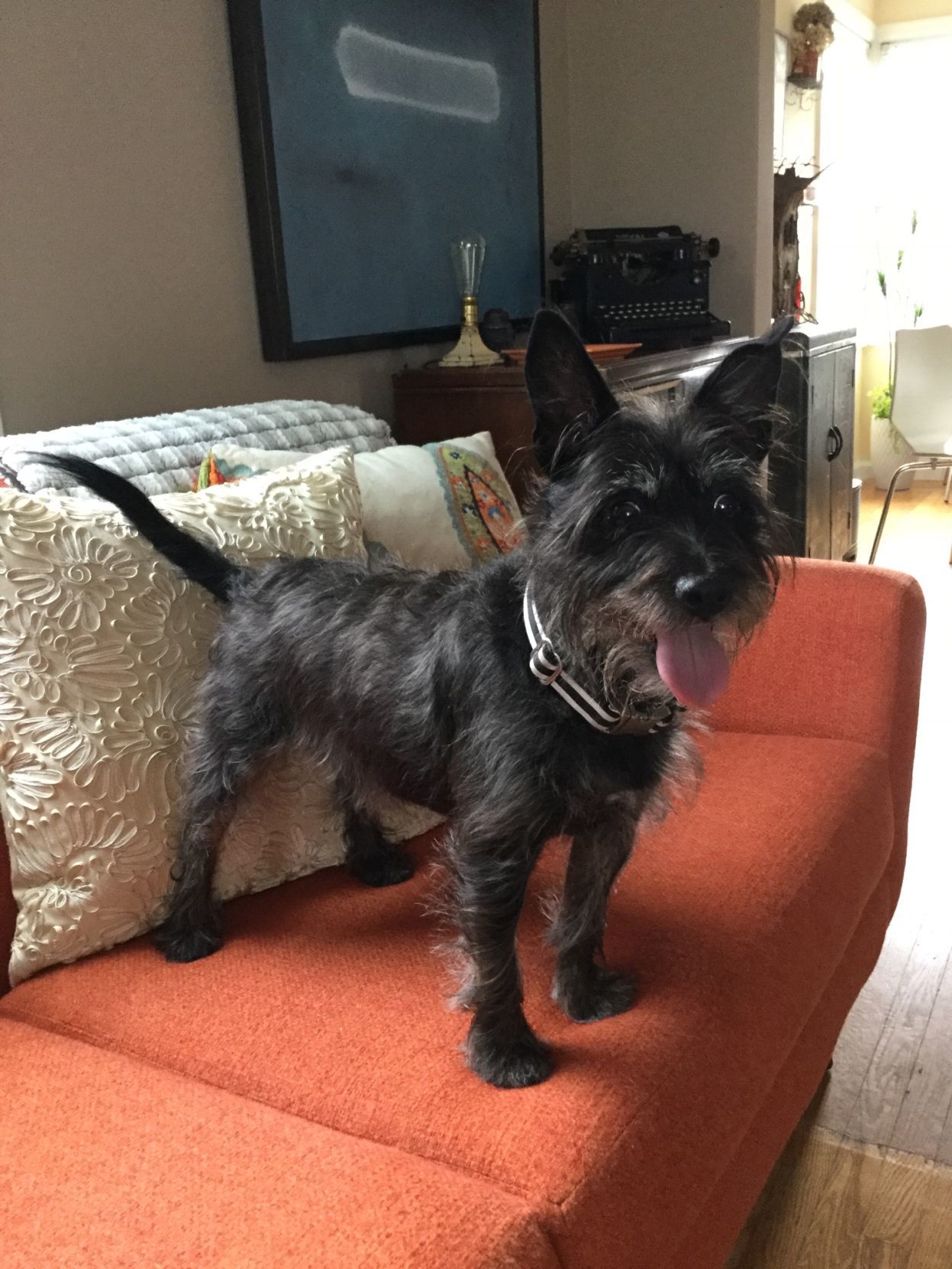 Pic of the Litter: Lewis Black, Jr.